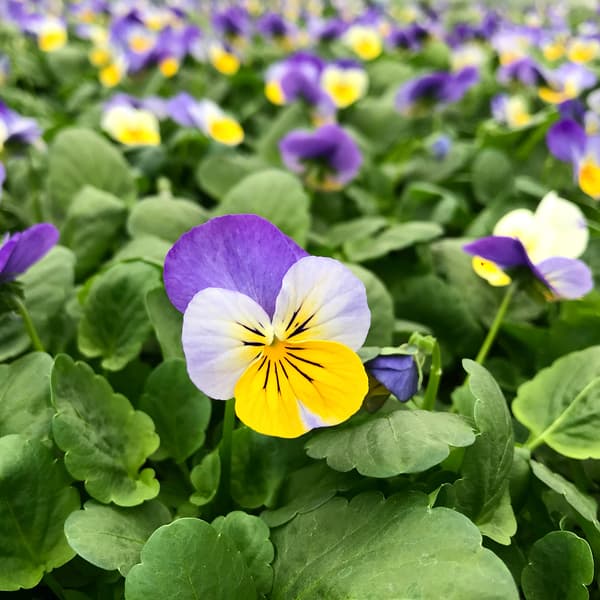 Vår- & Sommarblommor